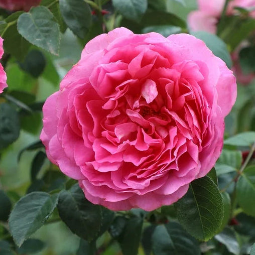 True Bloom® True Inspiration Potted Rose Bush