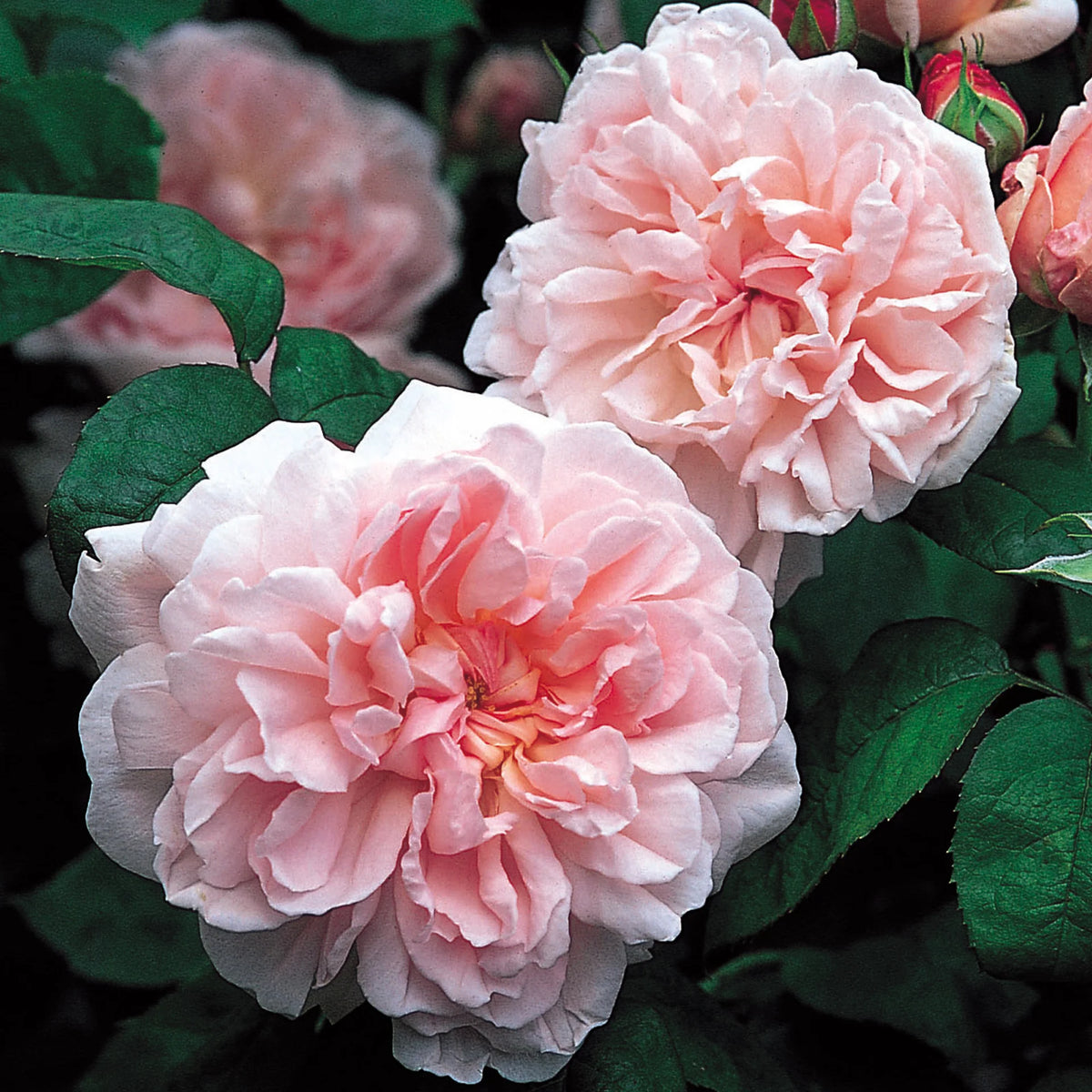David Austin® Eglantyne Potted Rose Bush