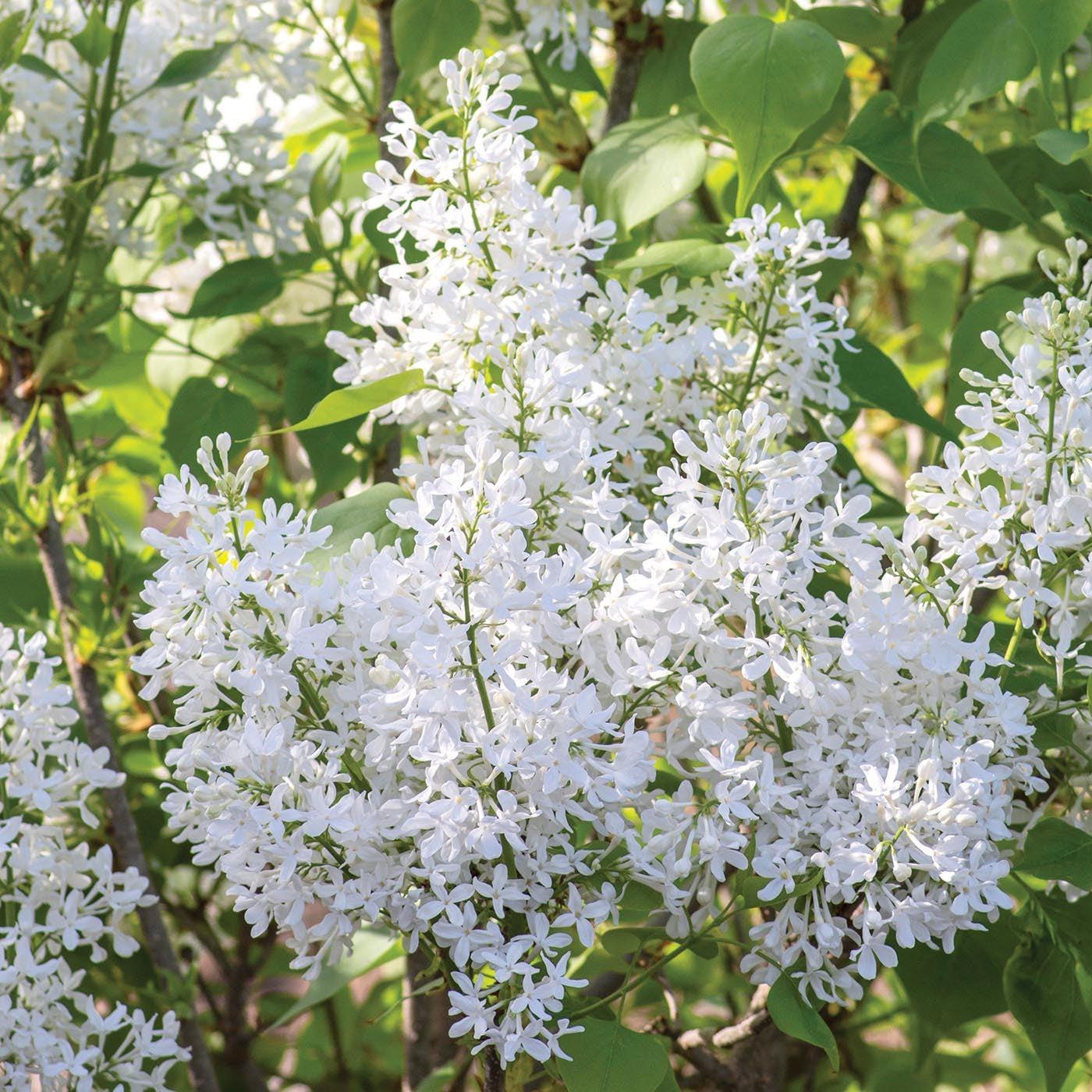 Lilac New Age™ White Potted Lilac Plant
