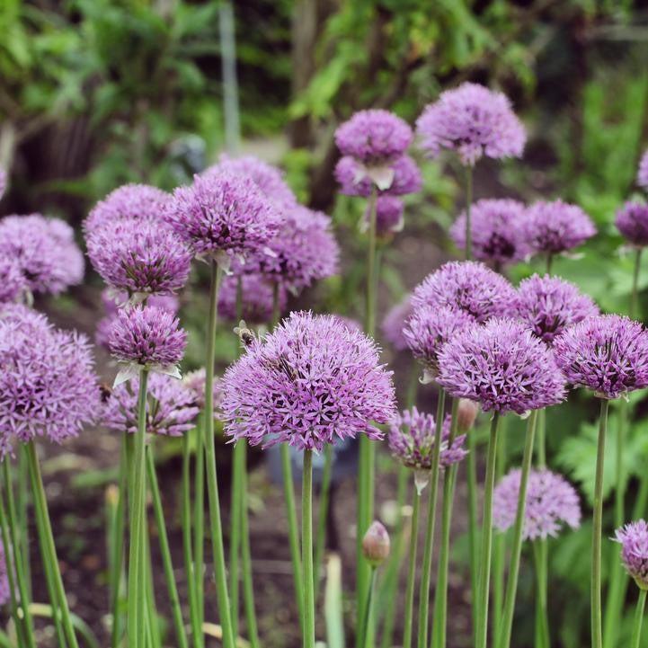 Allium Pinball Wizard Potted Ornamental Onion
