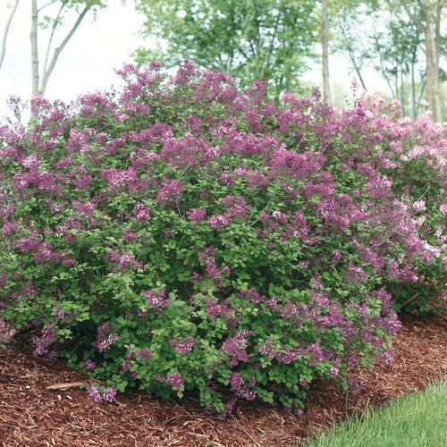 Lilac Bloomerang® Dark Purple Potted Lilac Bush
