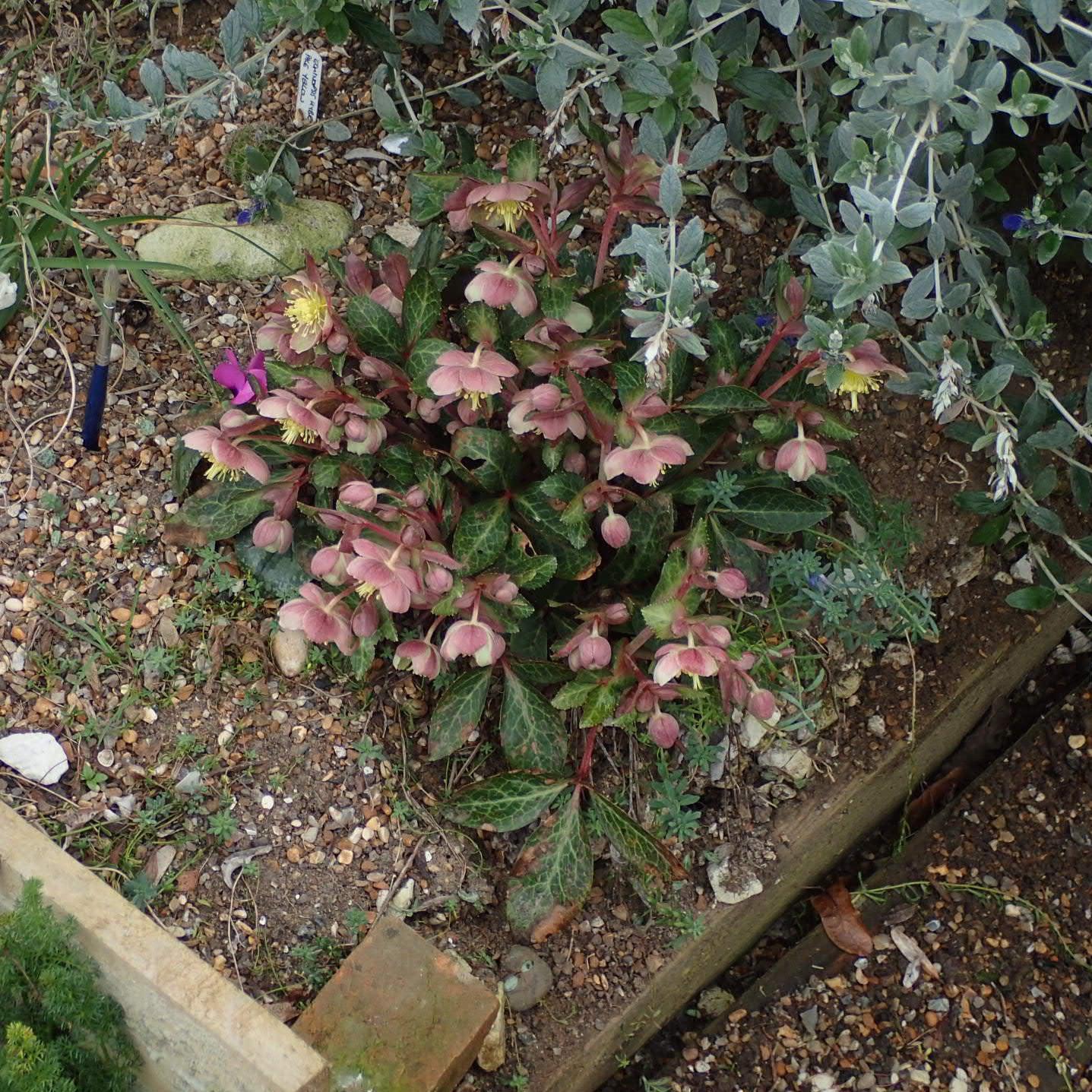 Hellebore FrostKiss® Pippa's Purple Potted Lenten Rose Plant