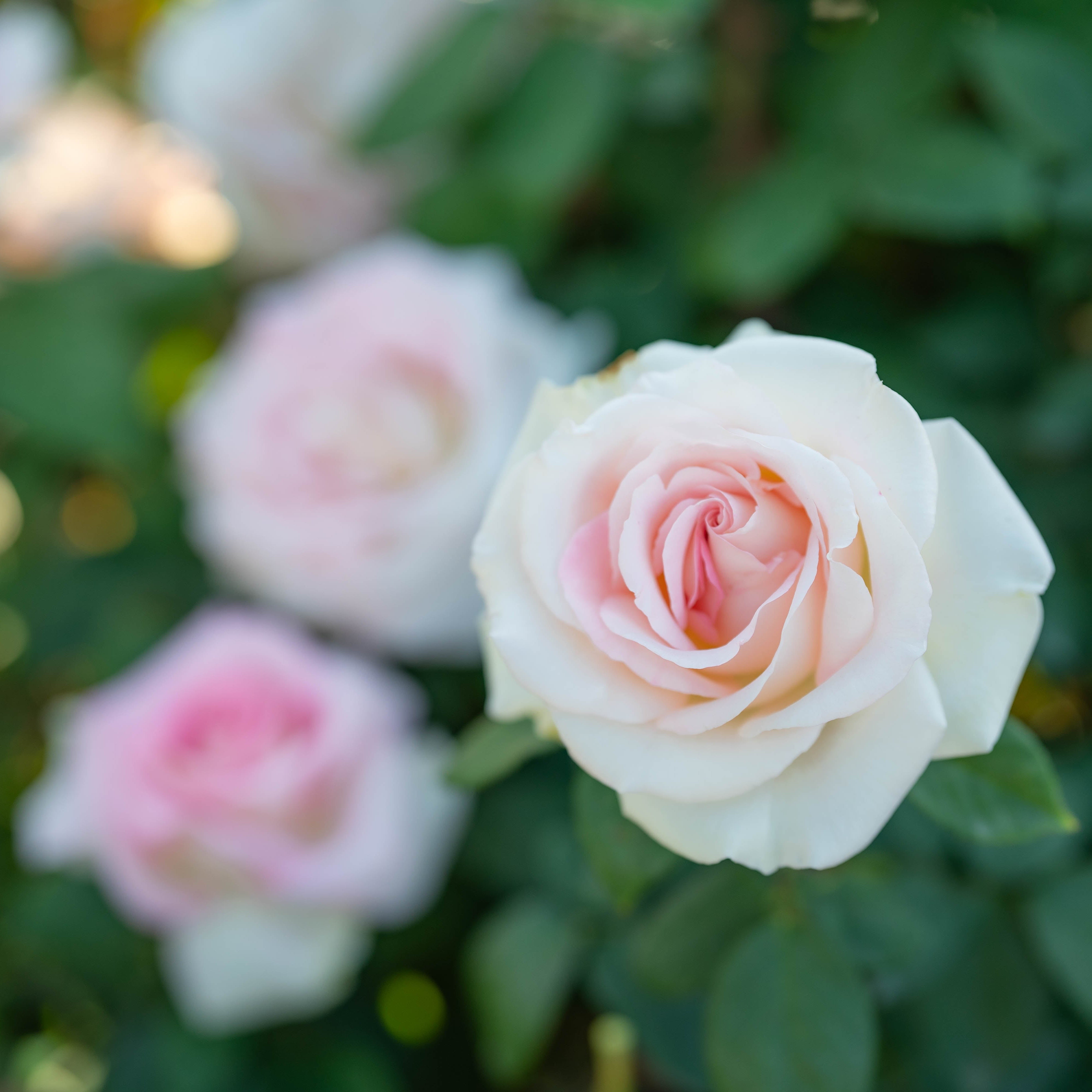 Falling in Love™ Bare Root Rose Bush