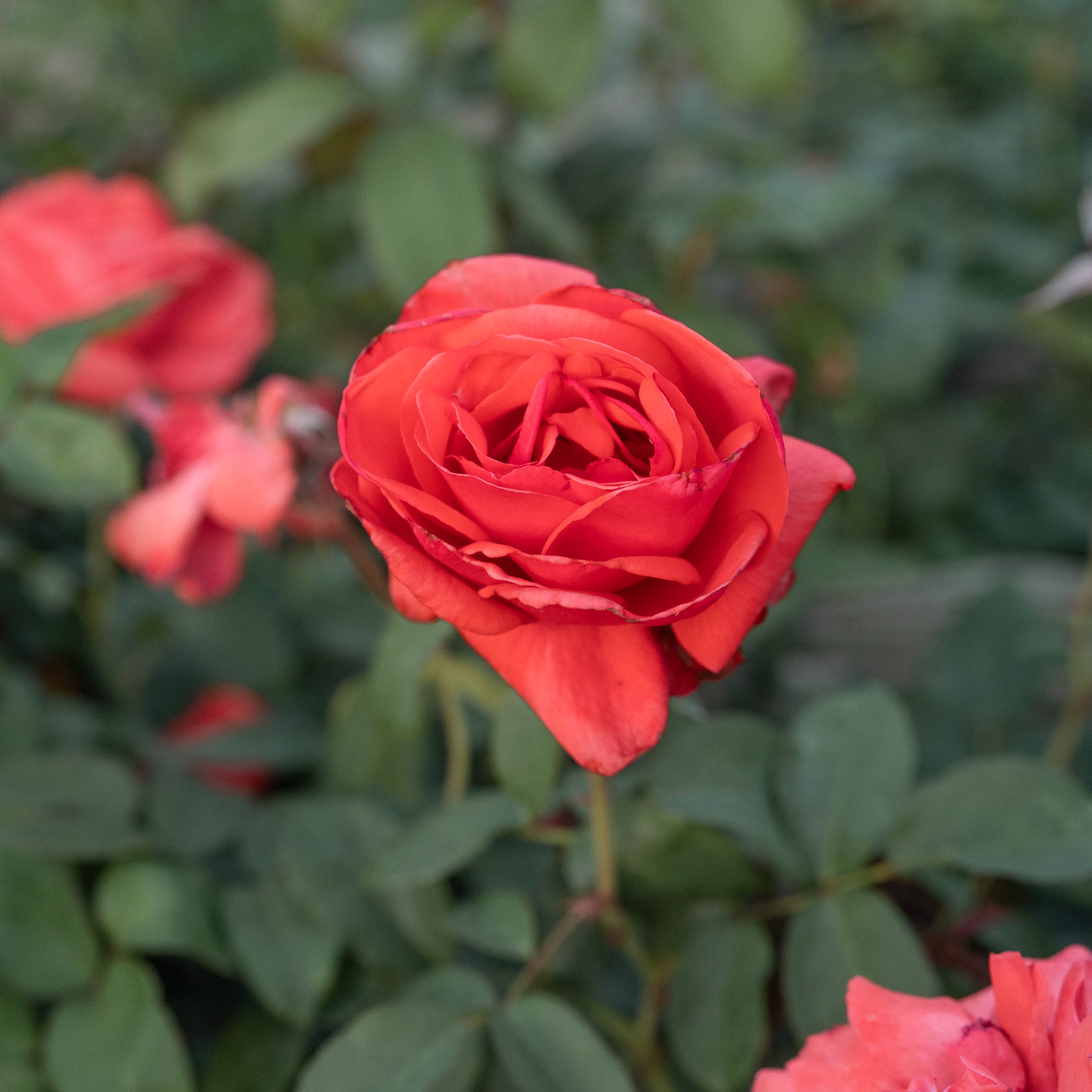 Fragrant Cloud Bare Root Tree Rose