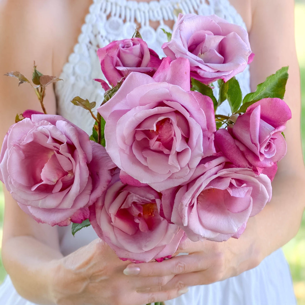 Fragrant Plum™ Potted Tree Rose