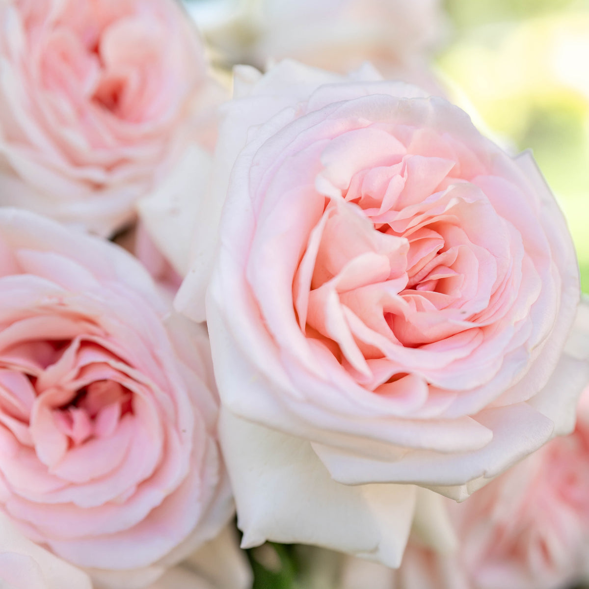 Francis Meilland® Bare Root Rose Bush