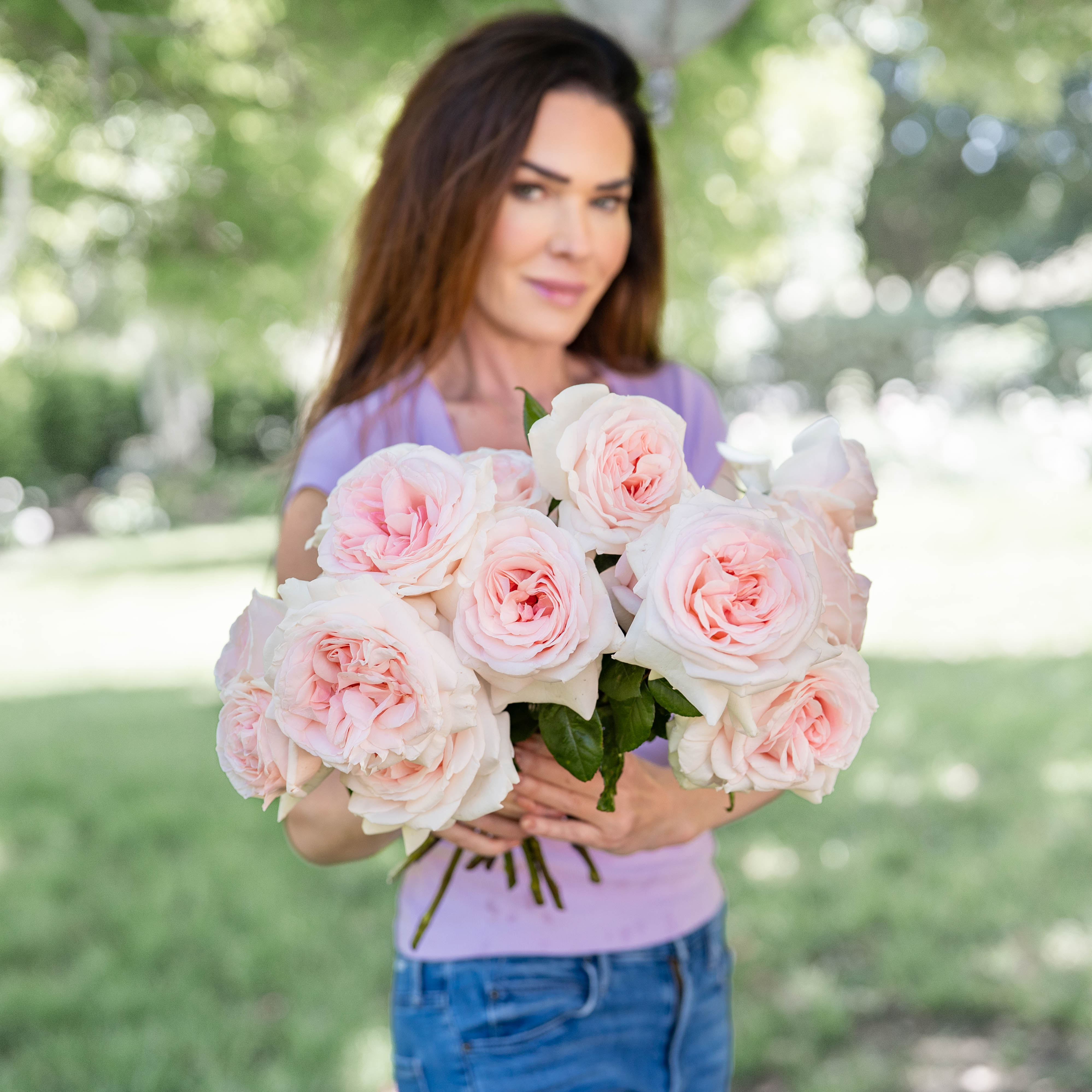 Francis Meilland® Bare Root Rose Bush