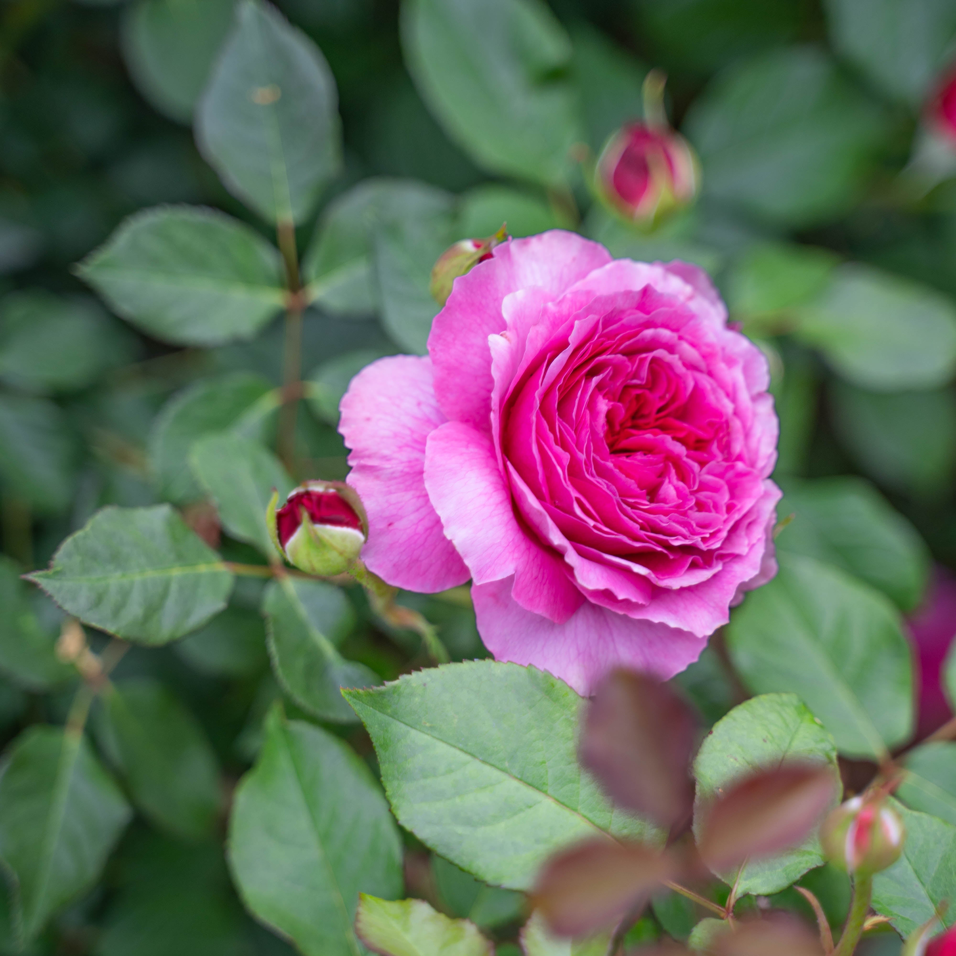 David Austin® Gabriel Oak Potted Rose Bush