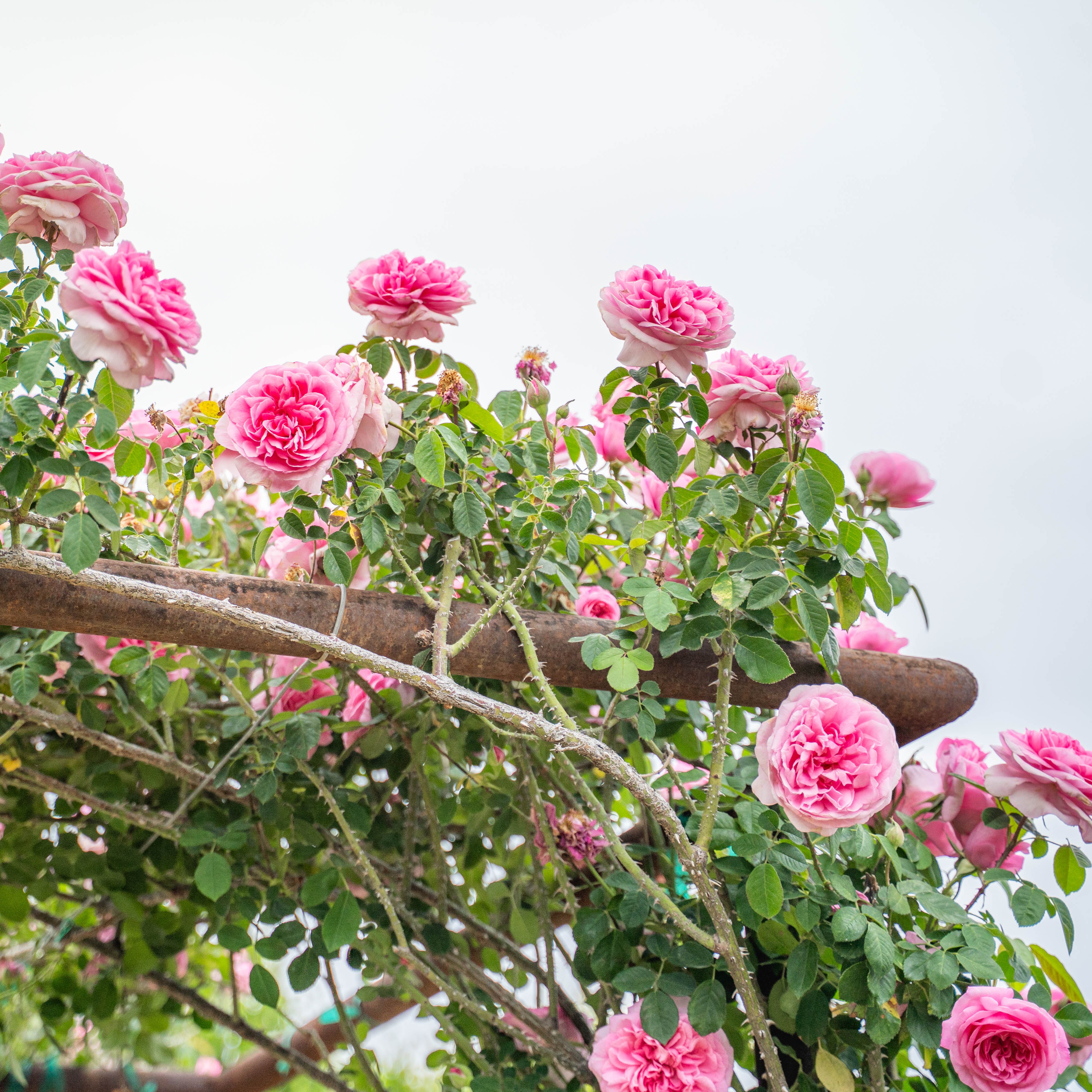 David Austin® Gertrude Jekyll™ Potted Rose Bush