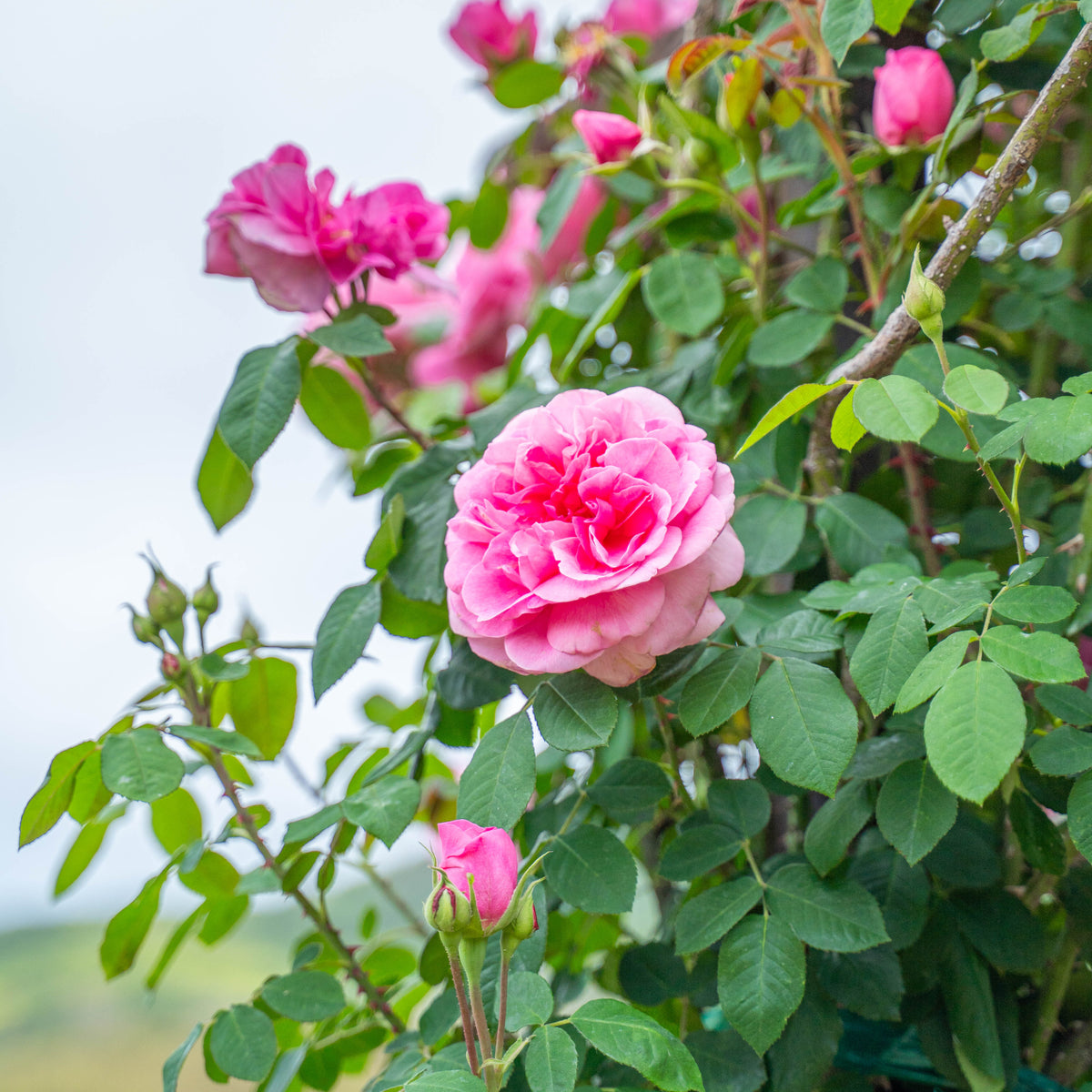 Gertrude Jekyll Bare Root Rose Bush