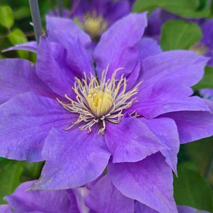 Clematis Raymond Evison® Boulevard® Olympia™ Potted Clematis Plant