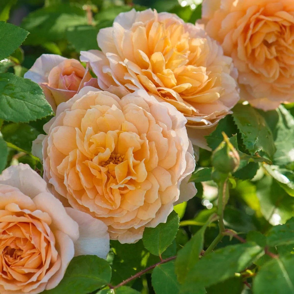 Grace Rose Bush