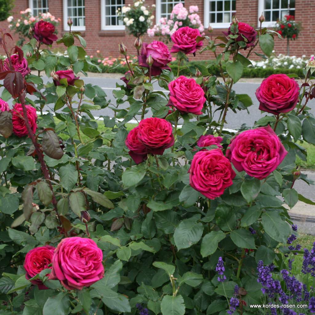 Parfuma® Dark Desire™ Bare Root Rose Bush