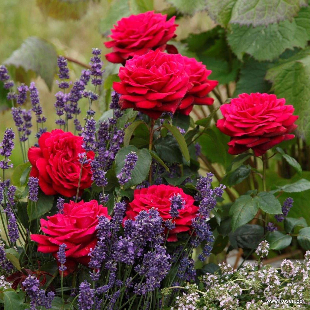 Parfuma® Dark Desire⢠Bare Root Rose Bush