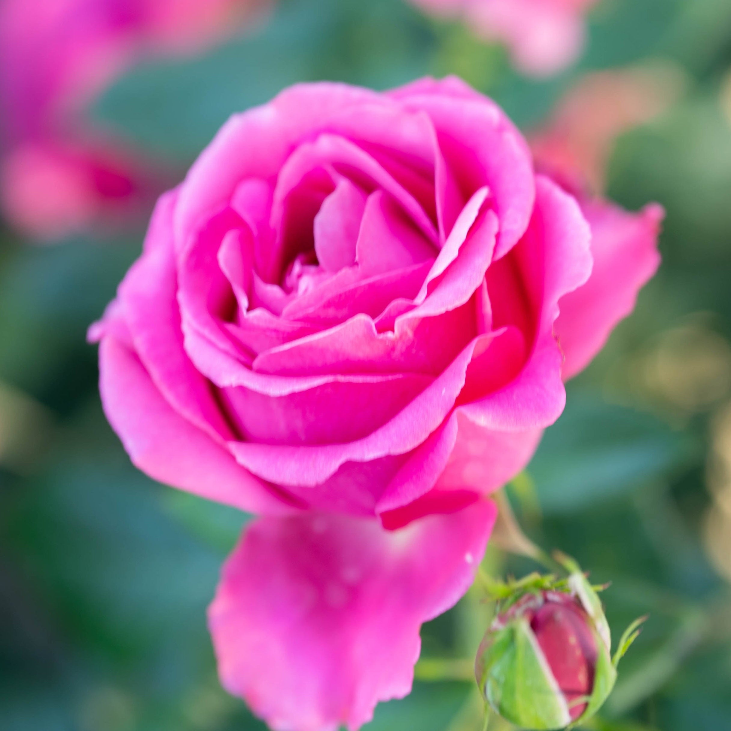 Grande Dame ™ Potted Rose Bush