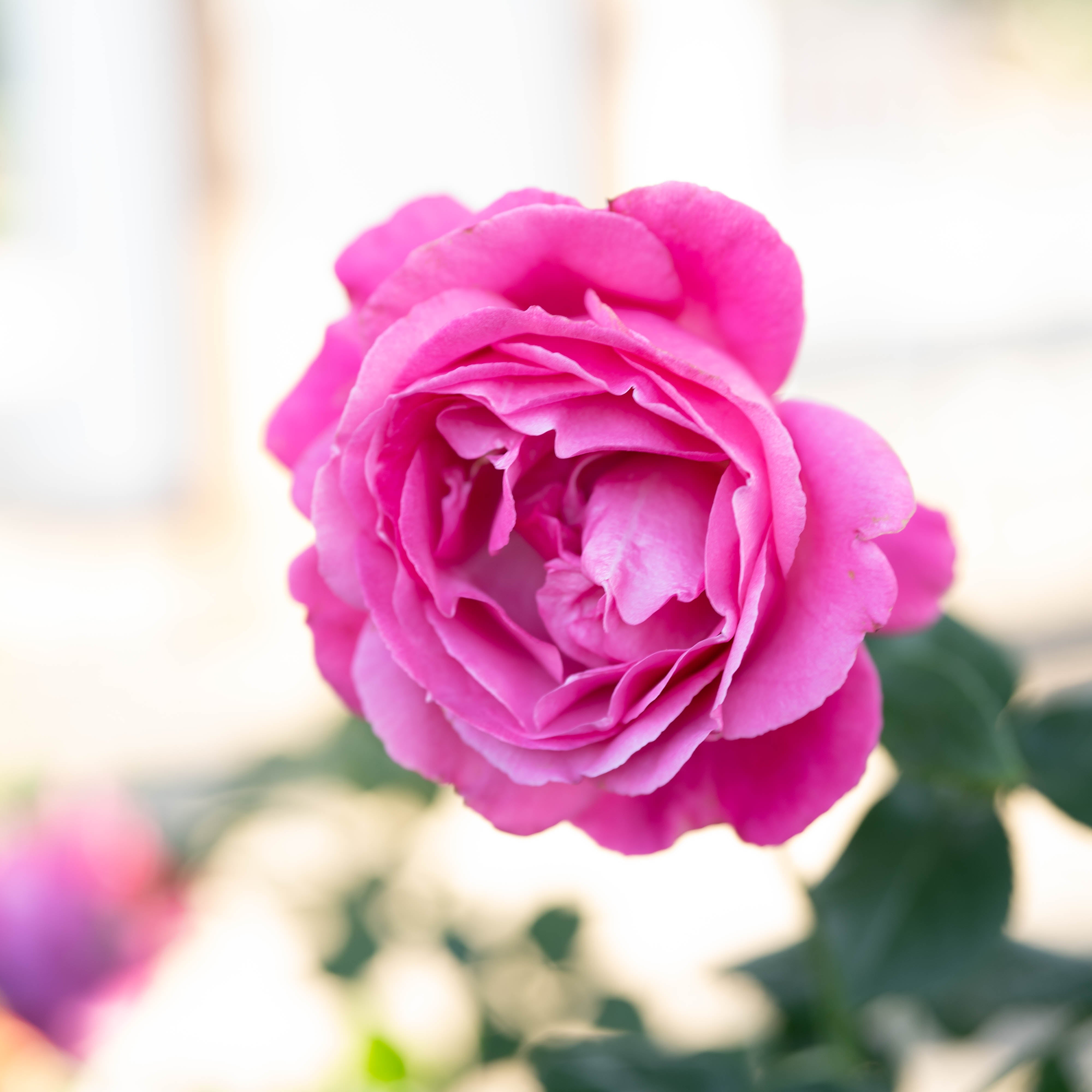 Grande Dame™ Potted Tree Rose