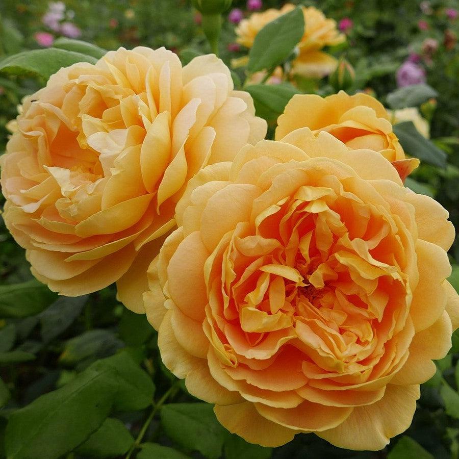 David Austin® Golden Celebration® Potted Rose Bush