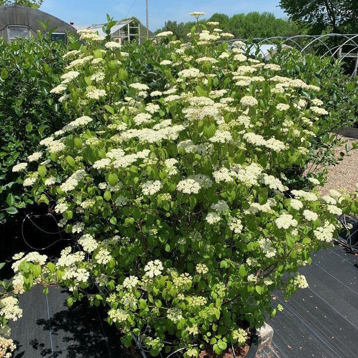 American Beauties® Native Plants Viburnum dentatum 'Plum Pudding' Potted Viburnum Bush