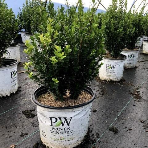 Proven Winners® Boxwood Sprinter® Potted Boxwood