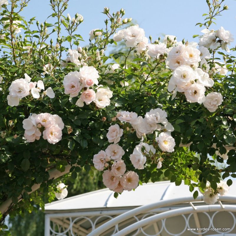 Hella® Bare Root Climbing Rose