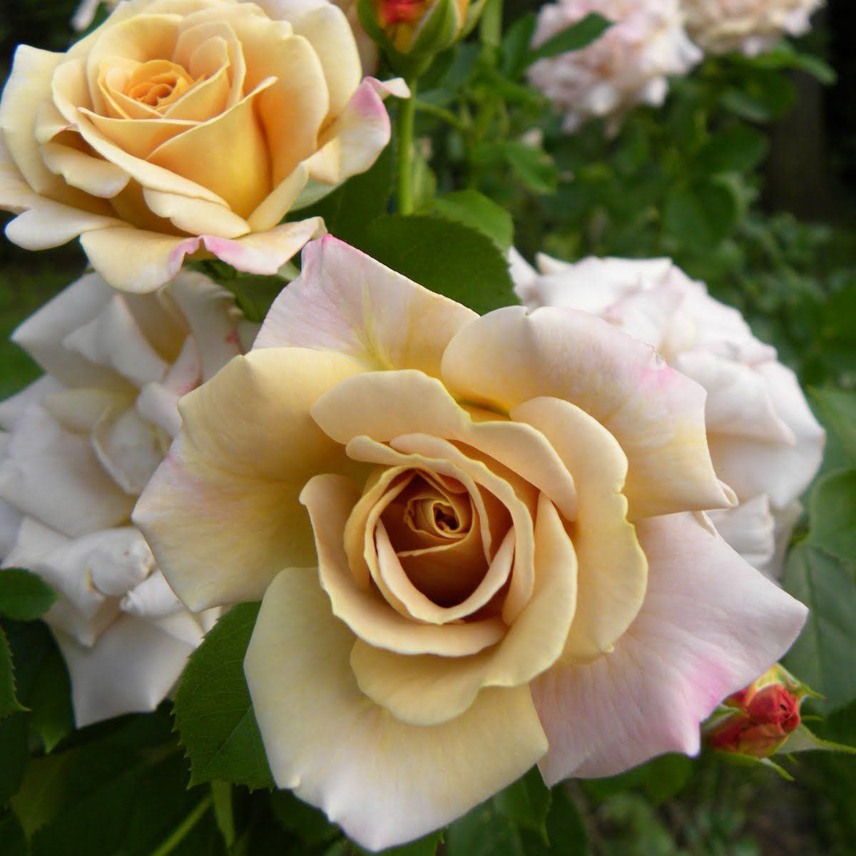 Honey Dijon™ Potted Rose Bush