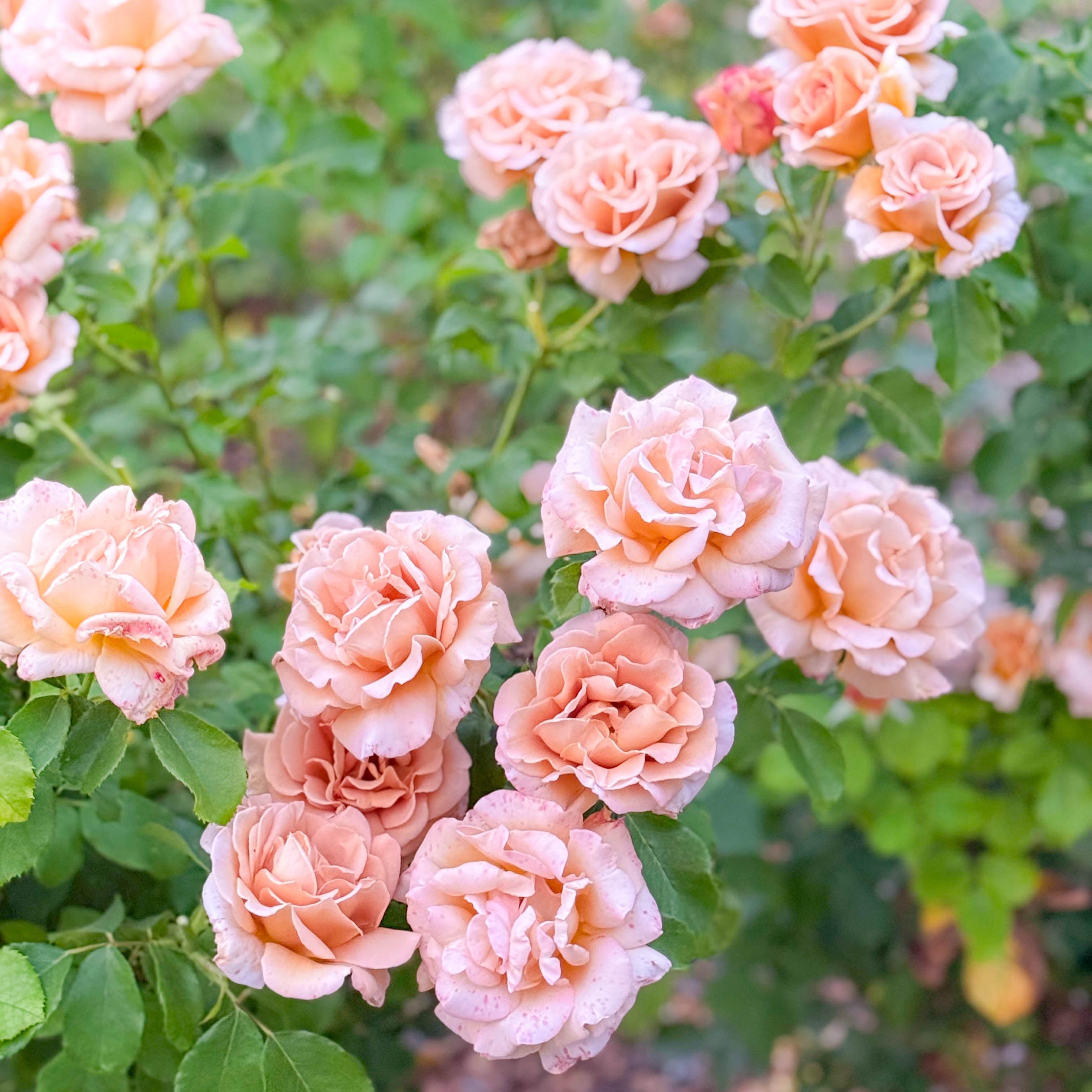 Honey Dijon™ Bare Root Rose Bush