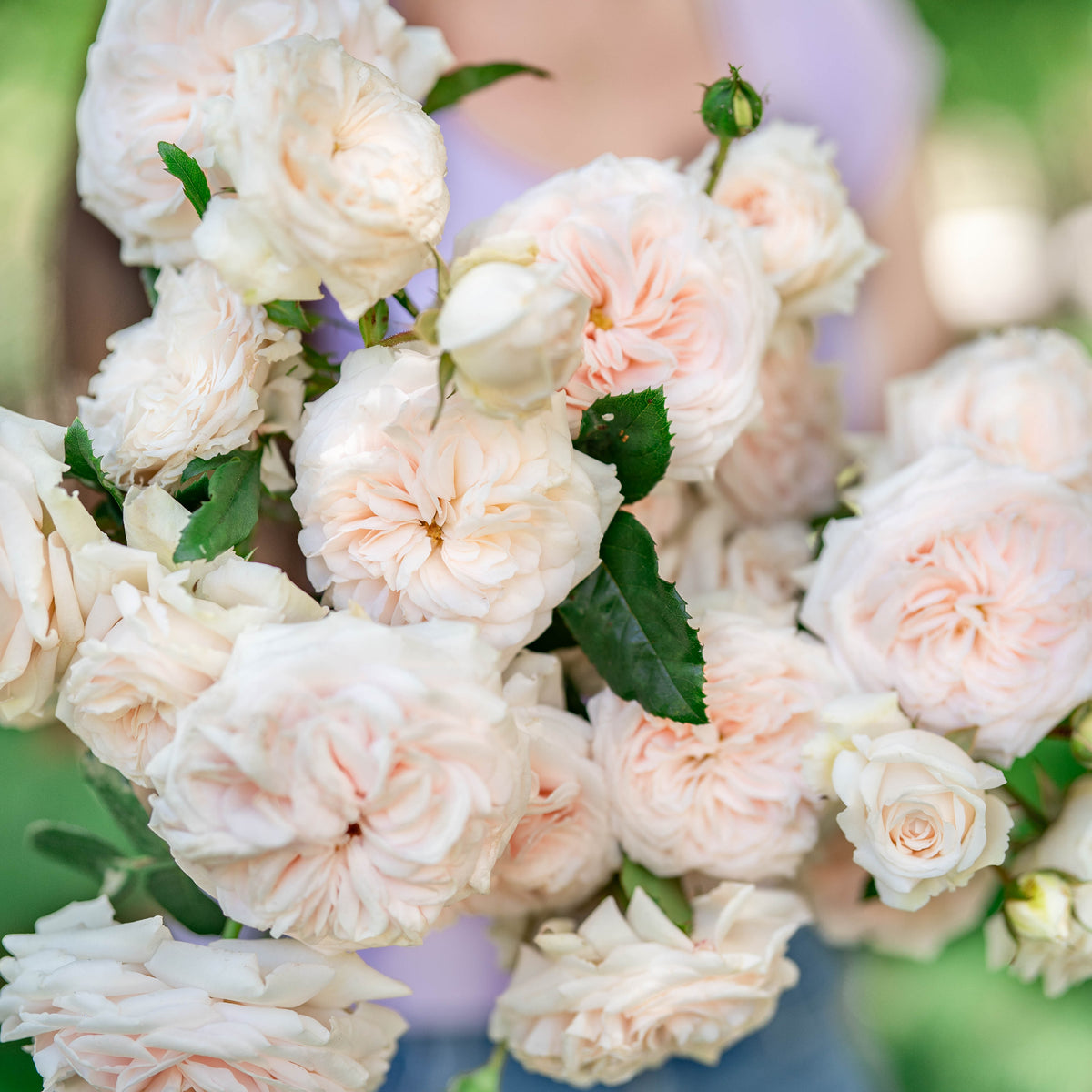 Arborose® Honeymoon Bare Root Climbing Rose