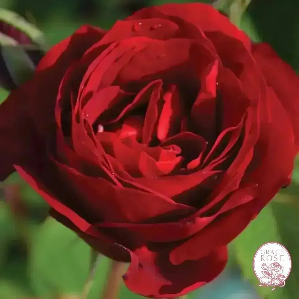 Hope for Humanity Potted Rose Bush