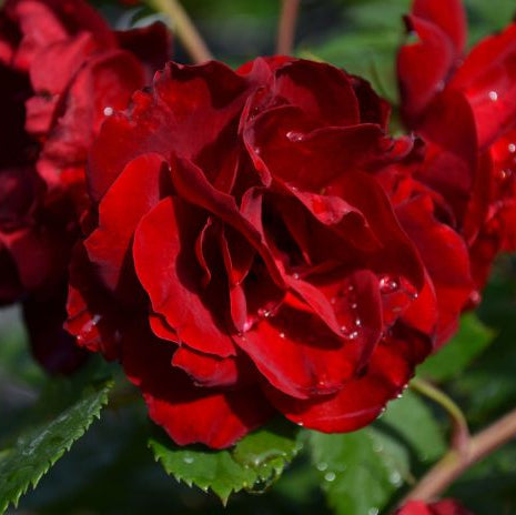 Close-up of red roses with water droplets on a blurred green background