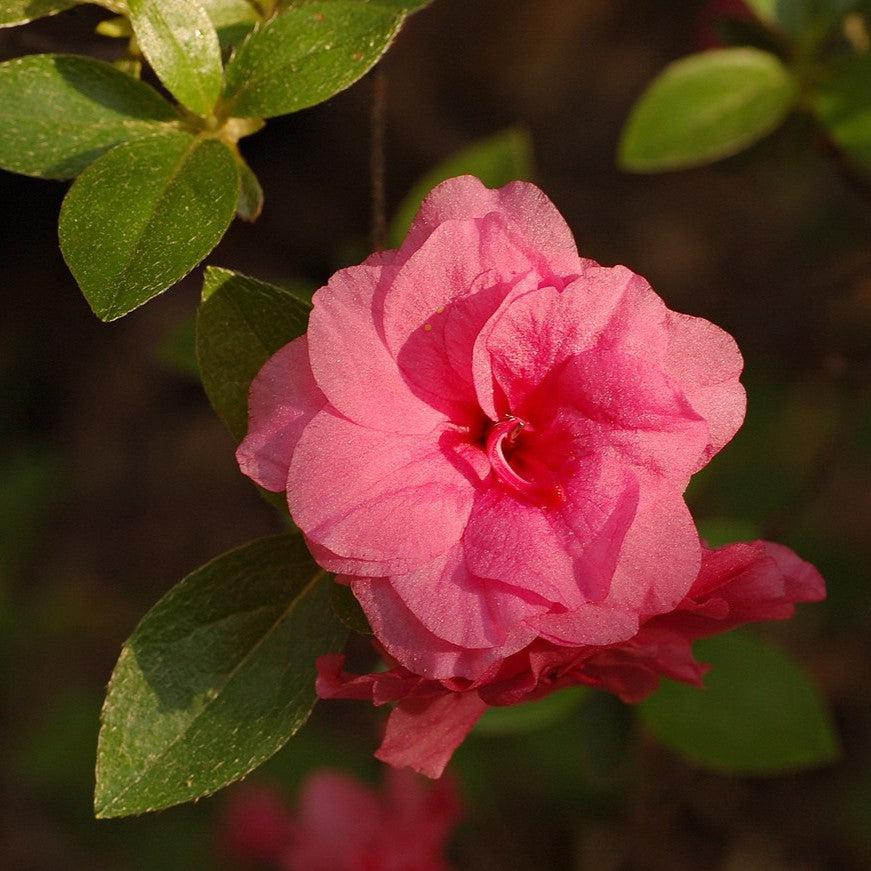 Azalea Rosebud Potted Azalea Plant