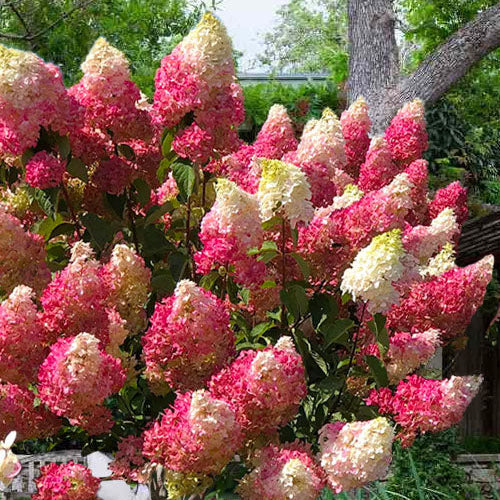 First Editions® Berry White® Panicle Hydrangea Bare Root Hydrangea TREE