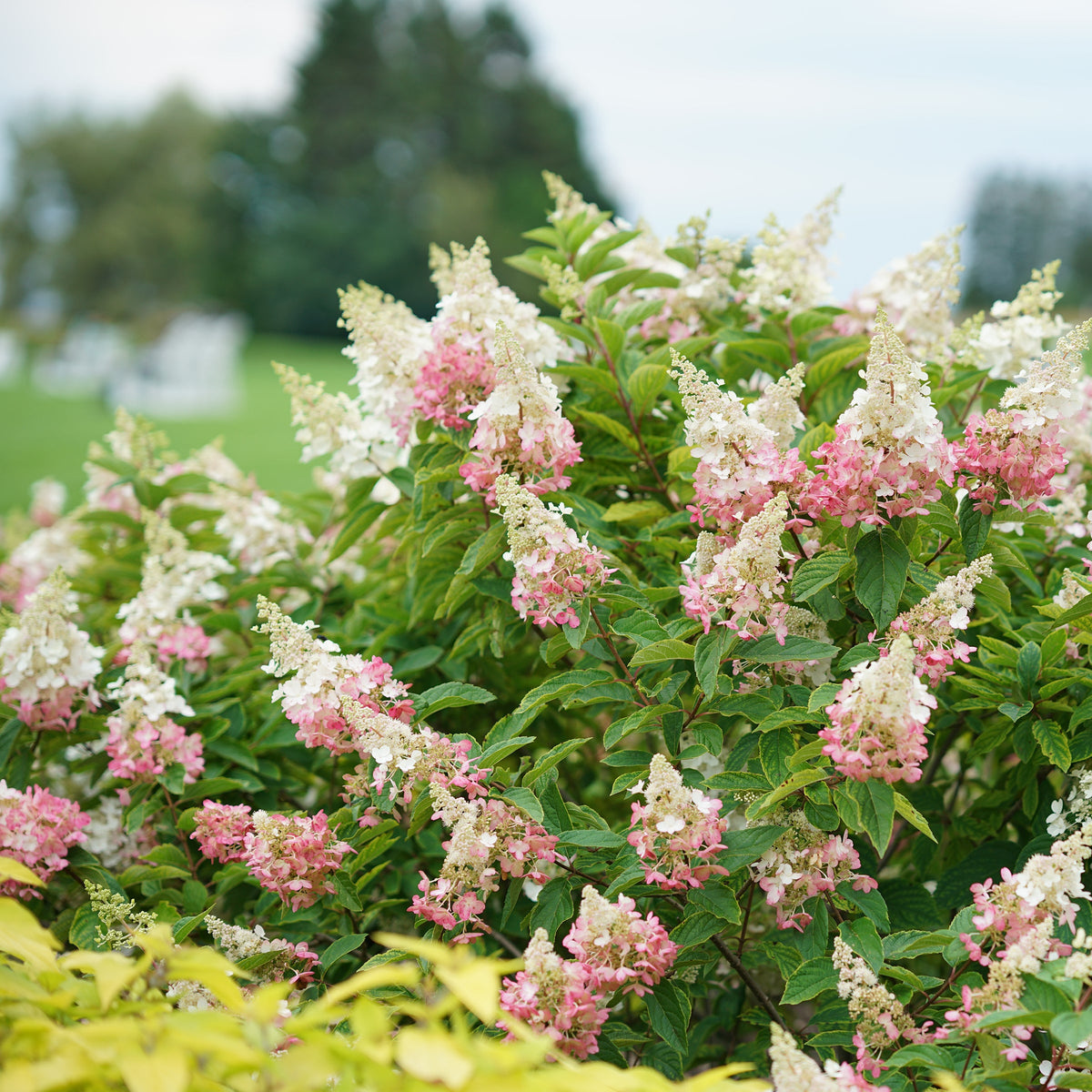 Proven Winners® Pinky Winky® Panicle Hydrangea Bare Root Hydrangea Bush