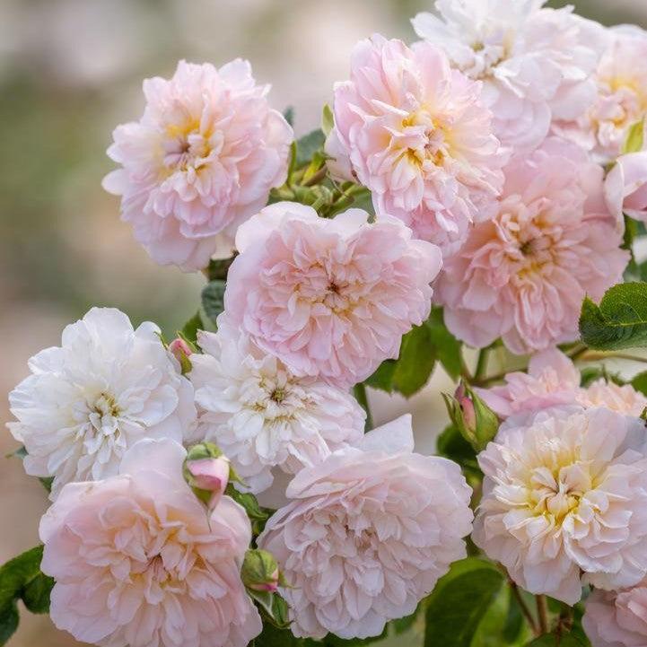 David AustinĀ® ElizabethĀ® Potted Rose Bush