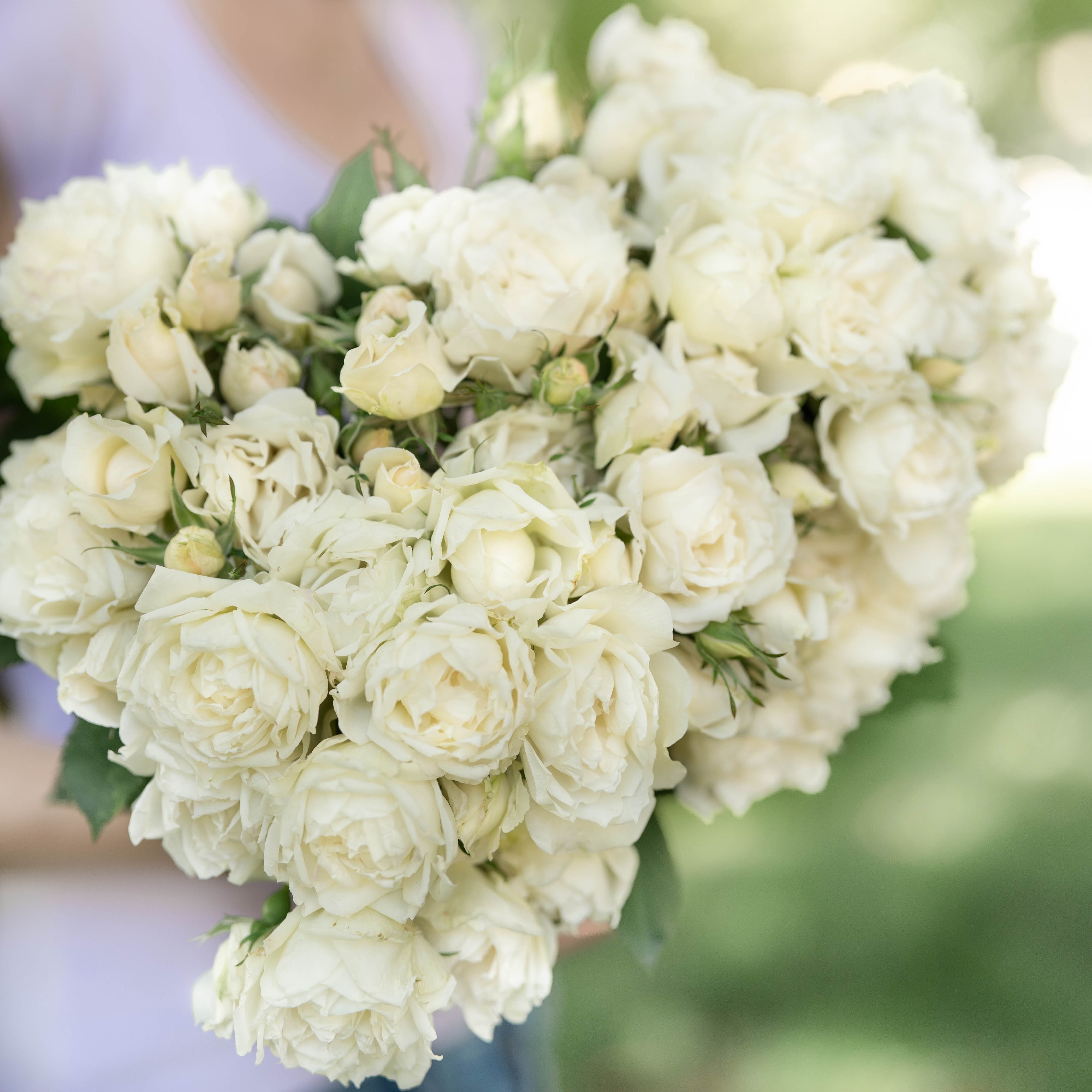 Icecap™ Potted Rose Bush