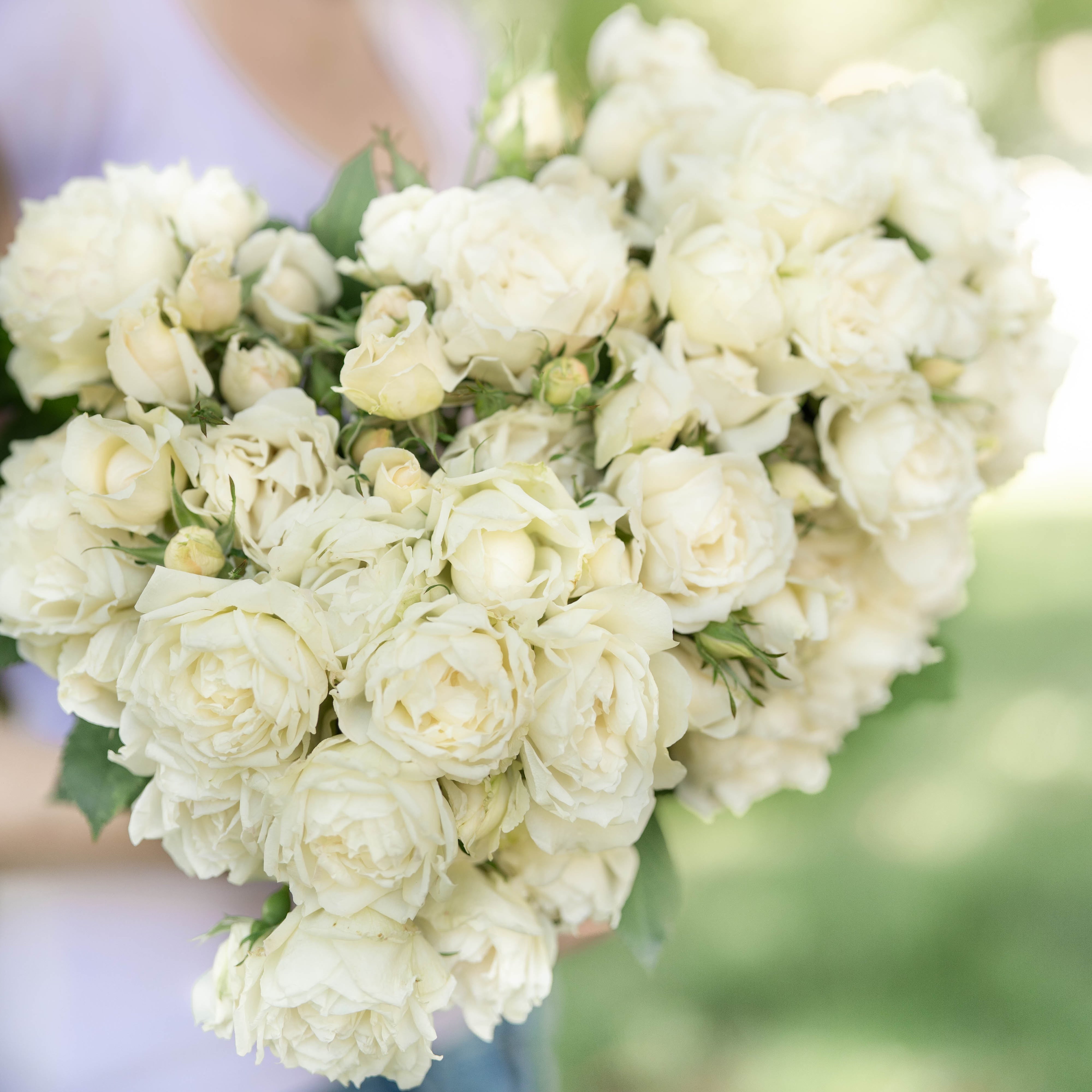 Icecap™ Potted Rose Bush