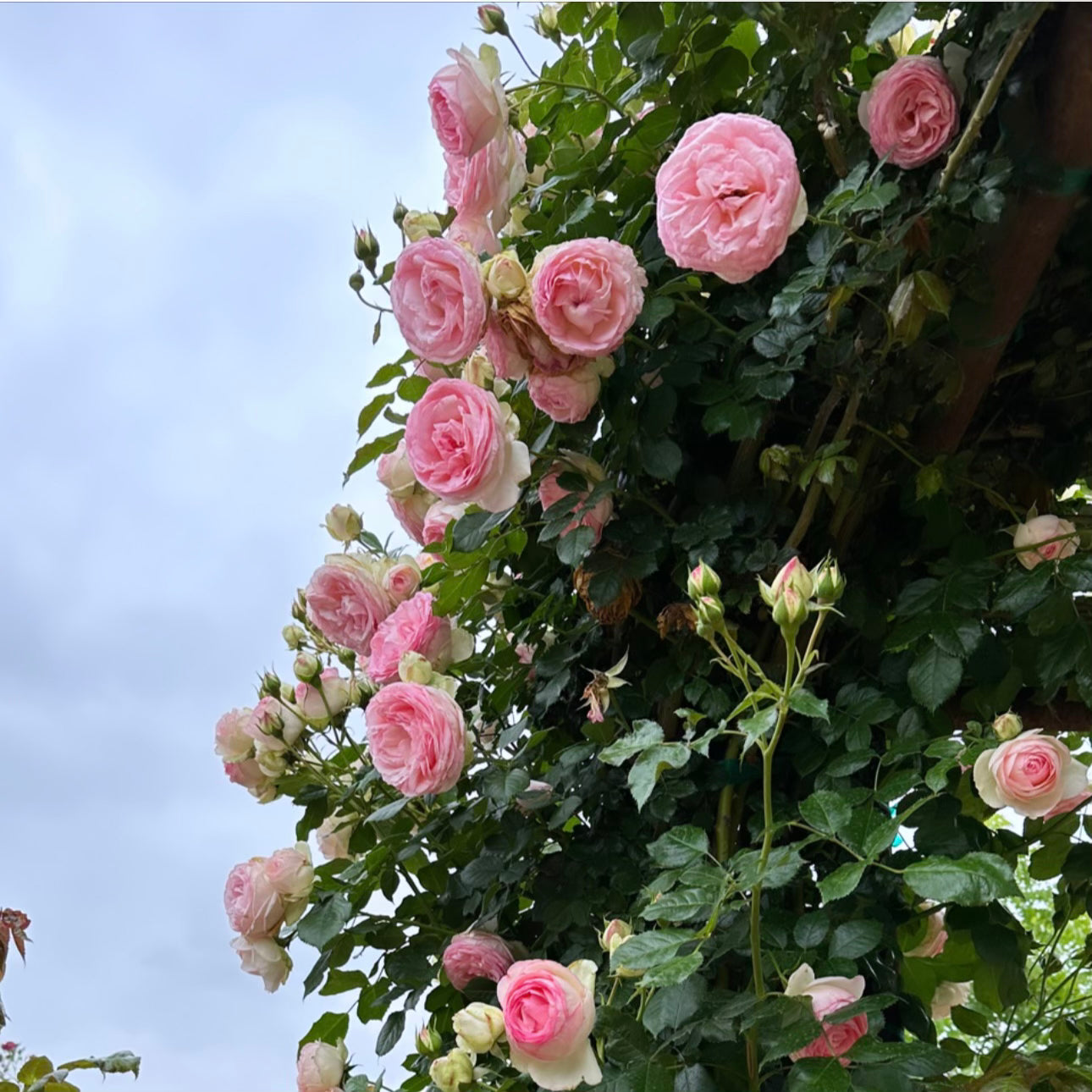 Eden Climber® Bare Root Climbing Rose