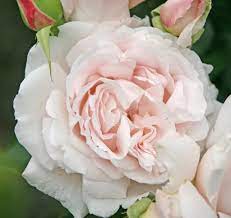 Parfuma® First Crush™ Bare Root Rose Bush