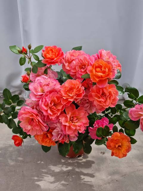 Sugar Candy Rose™ Bare Root Rose Bush