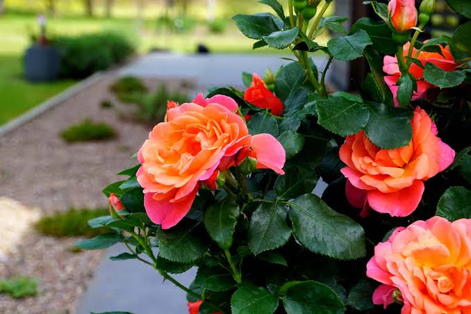 Sugar Candy Rose™ Bare Root Rose Bush
