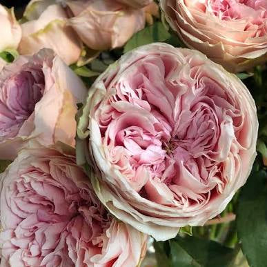 Wabara® Senlitsu® Potted Rose Bush