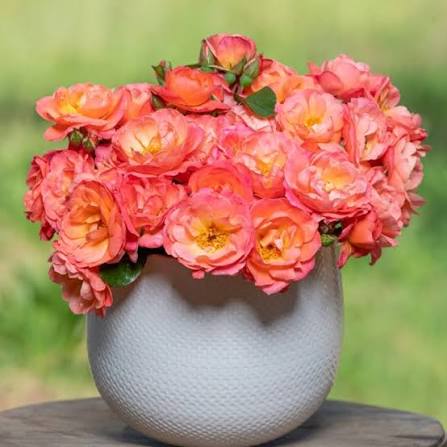 Sugar Candy Rose™ Bare Root Rose Bush