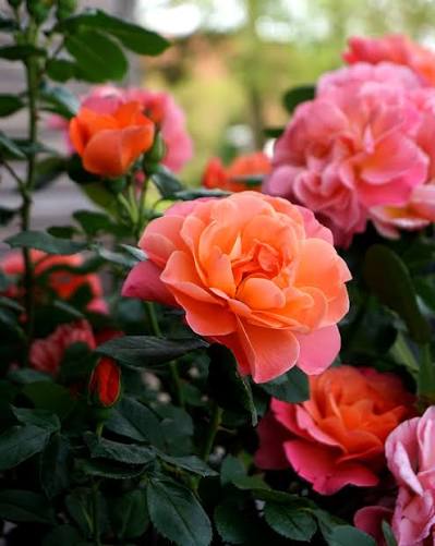 Sugar Candy Rose™ Bare Root Rose Bush