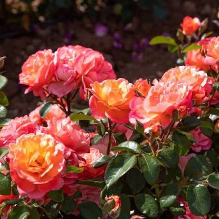Sugar Candy Rose™ Bare Root Rose Bush