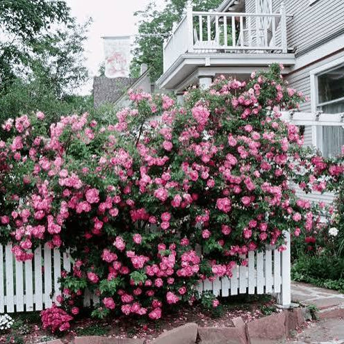 William Baffin Bare Root Rose Bush