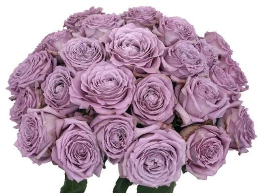 Princess KaoriĀ® Potted Rose Bush