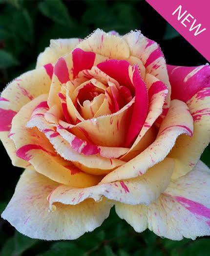 True Bloom Roses® True Delight™ Bare Root Climbing Rose