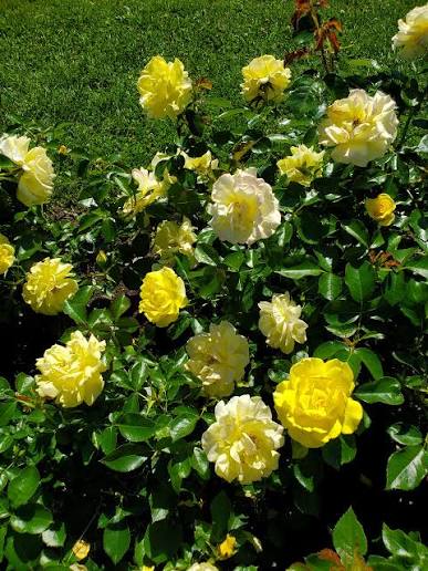 True Bloom Roses® True Friendship™ Bare Root Rose Bush