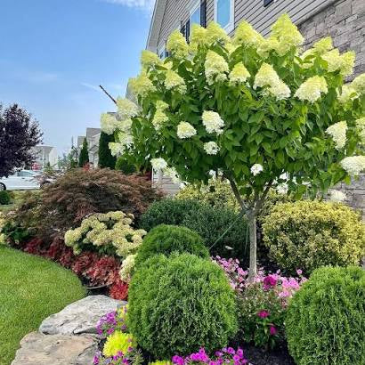 Proven Winners® Limelight Panicle Hydrangea Bare Root Hydrangea TREE