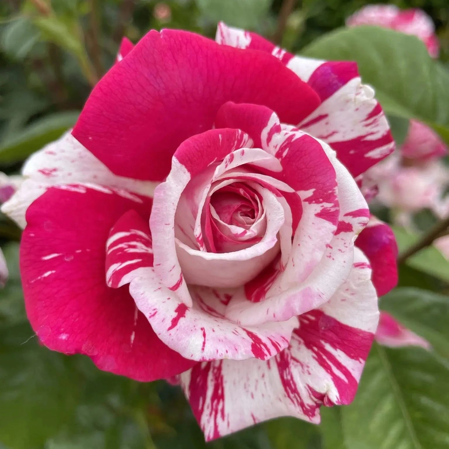 Rose with pink and white petals on a blurred green background