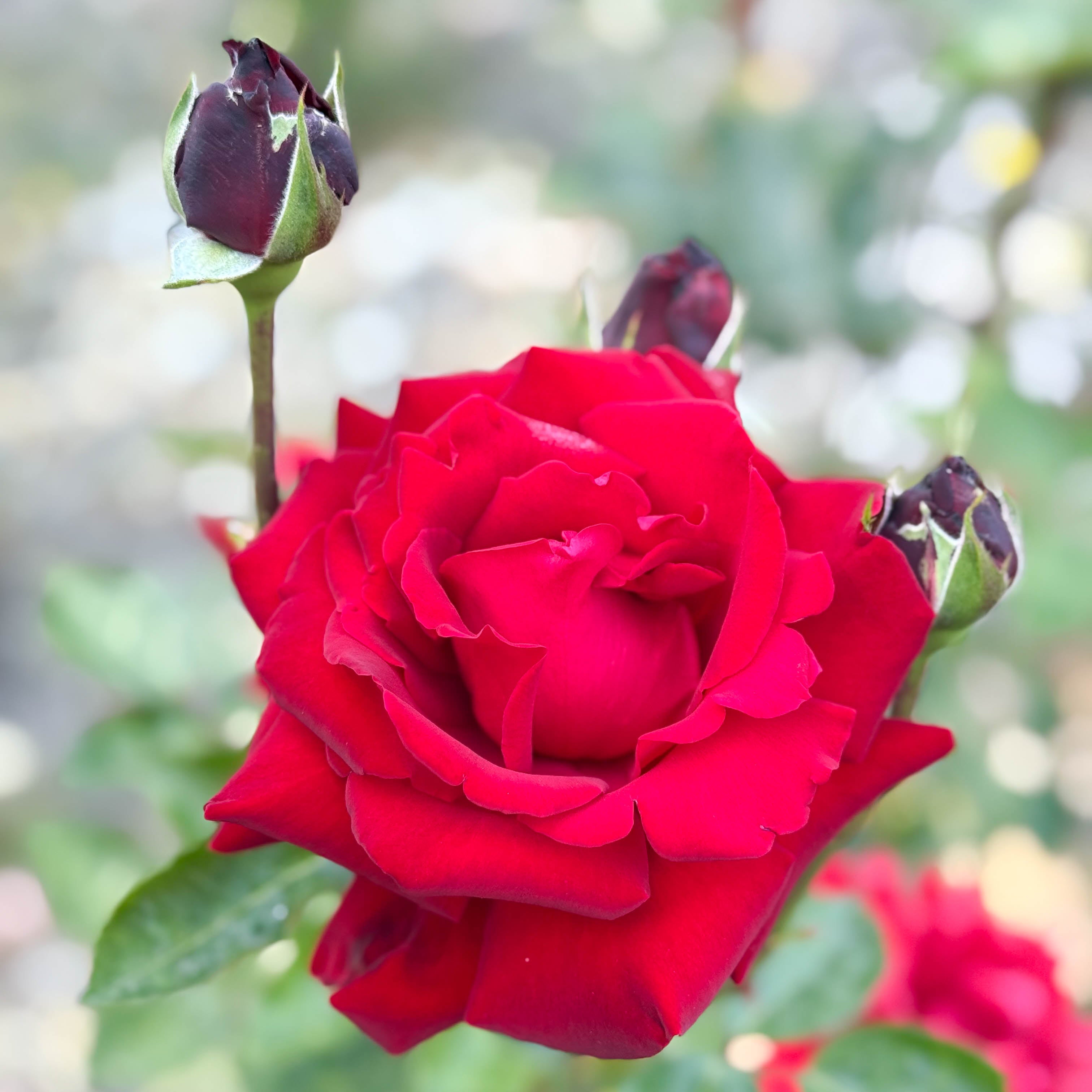 Ingrid Bergman® Potted Tree Rose